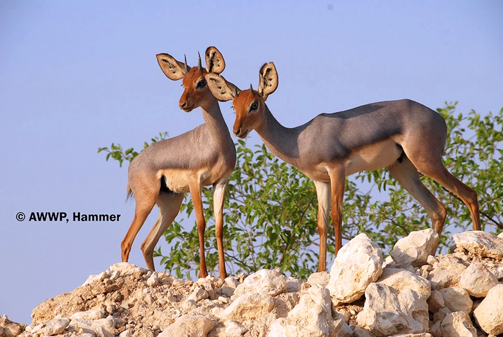 Antilope Dibatagus