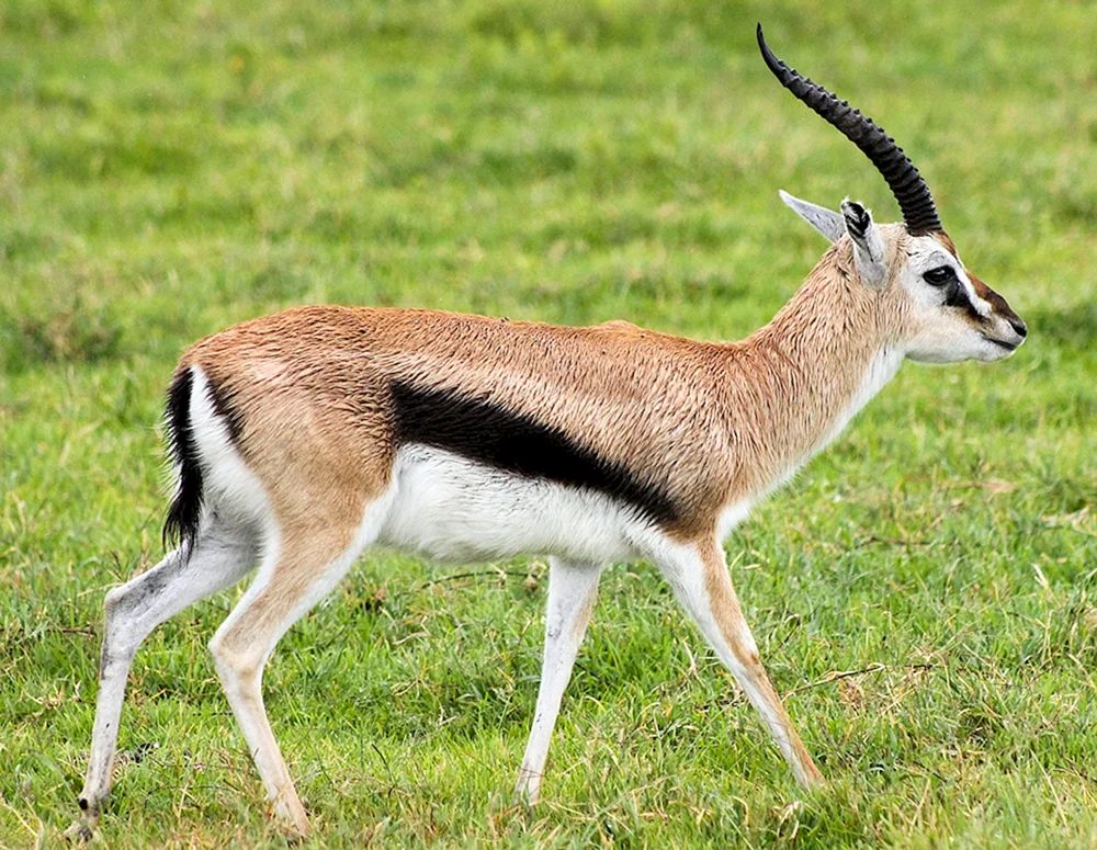 Antilope Jeyran