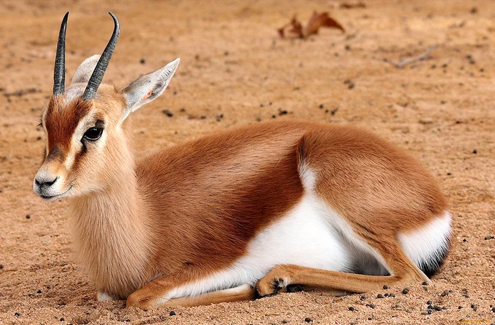 Gazellenantilope