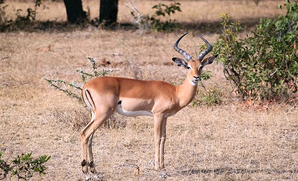 Afrikanische Antilope Impala