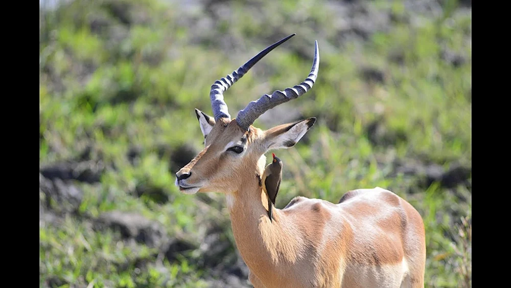 Antilopengazelle