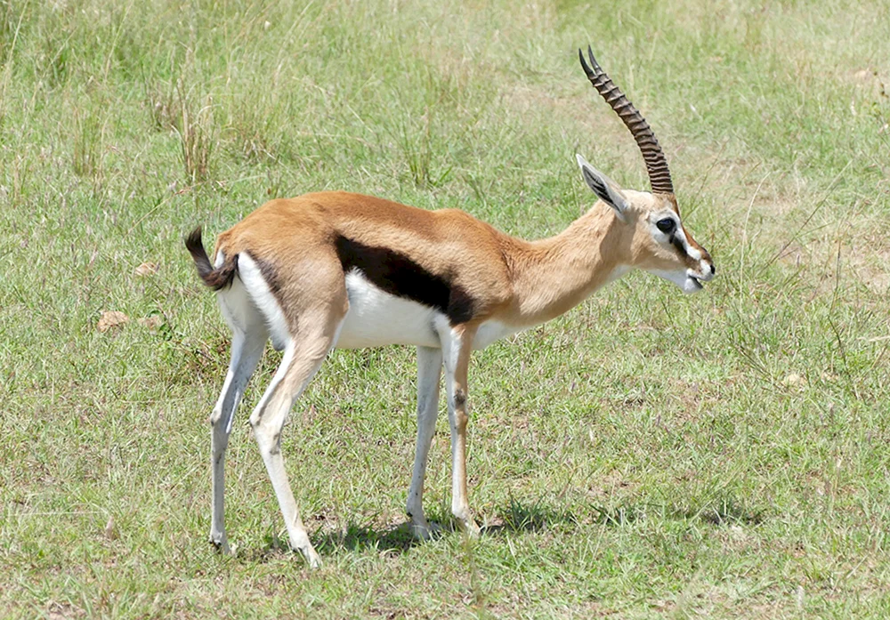 Antilope Jeyran