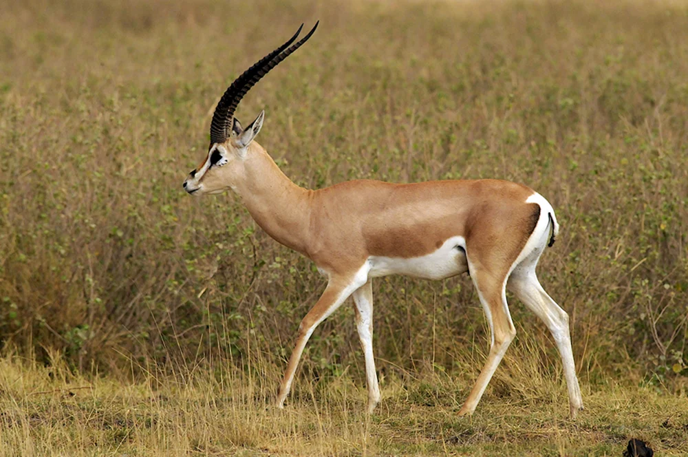 Thompsons Gazellenantilope