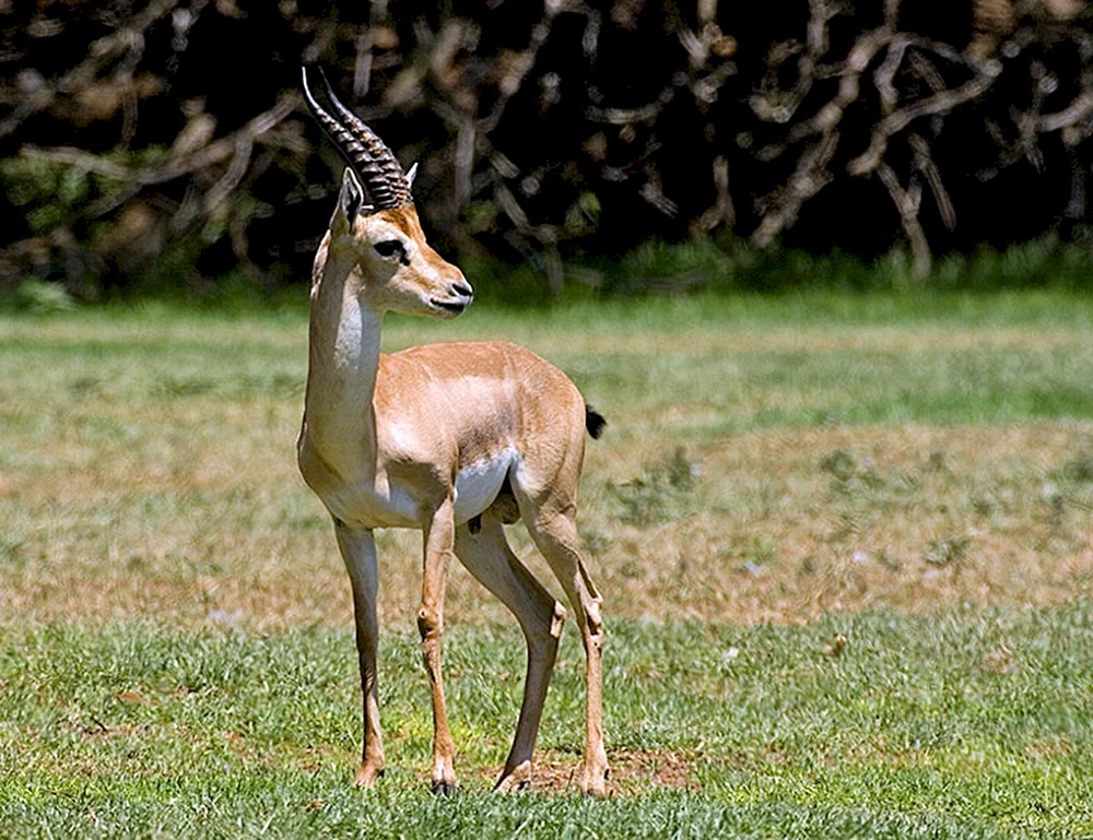 Antilopengazelle