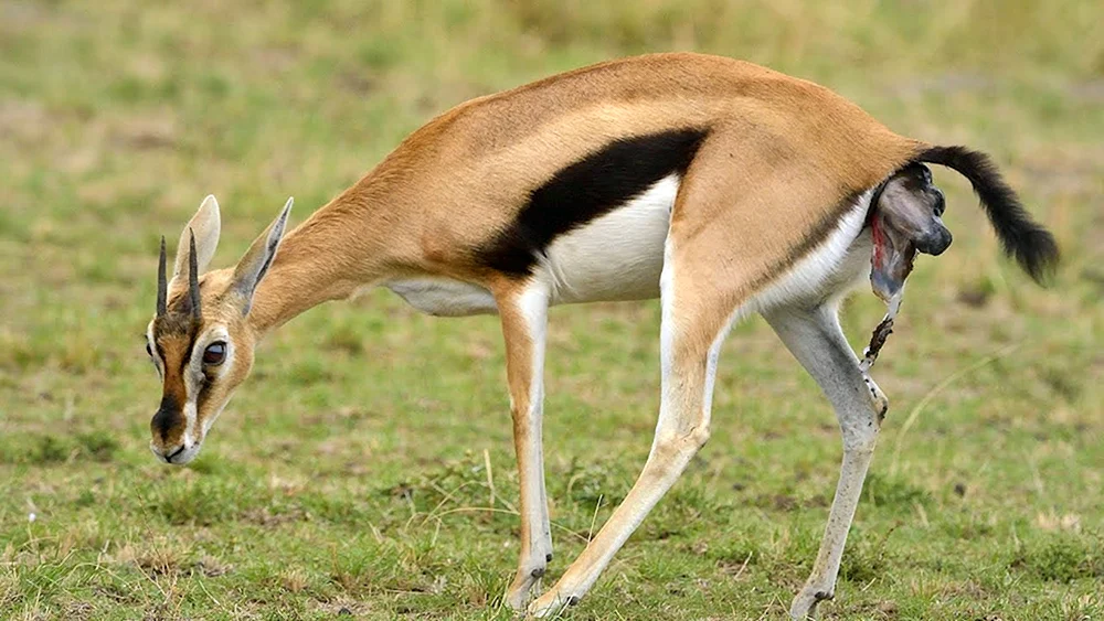 Antilopengazelle