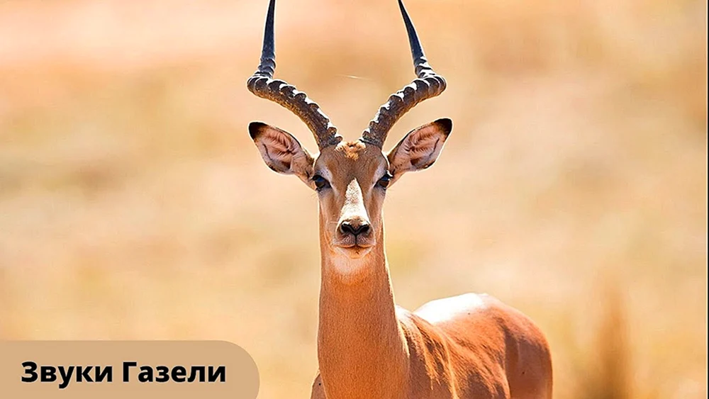 Antilopengazelle