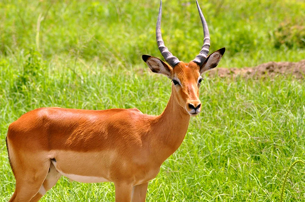 Antilopengazelle
