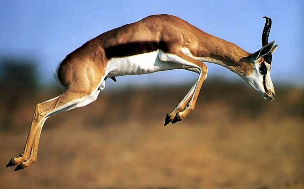 Antilopengazelle