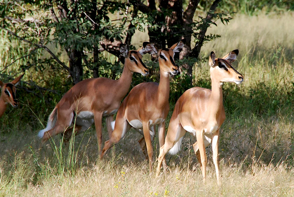 - Sandgazelle Gazella leptoceros