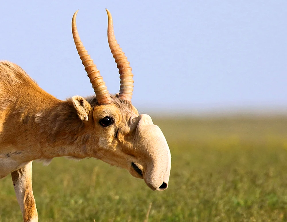 Saiga Antilope Saiga