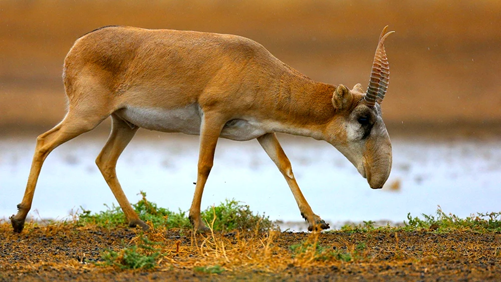 Saiga Antilope Saiga