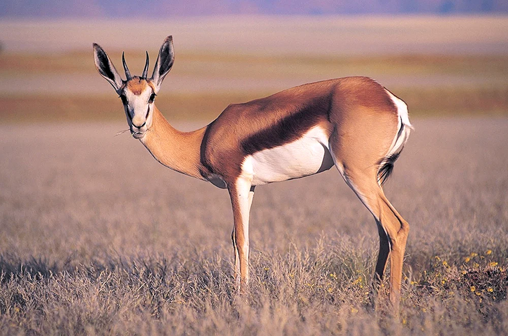 Antilope Impala
