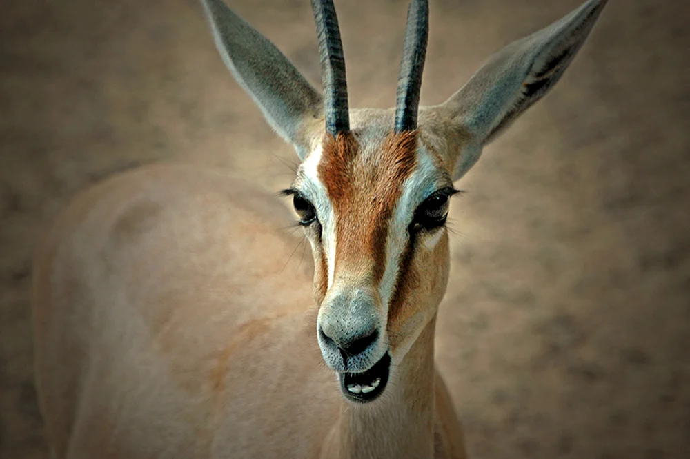 Antilopengazelle