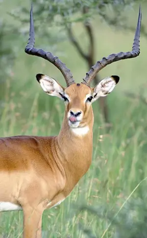 Antilopengazelle Thompsons Antilope Thompsons Antilope Antilopengazelle Thompsons Antilope Thompsons Antilope Antilope Impala Antilopengazelle Türkengazelle Antilope Springbock Impala