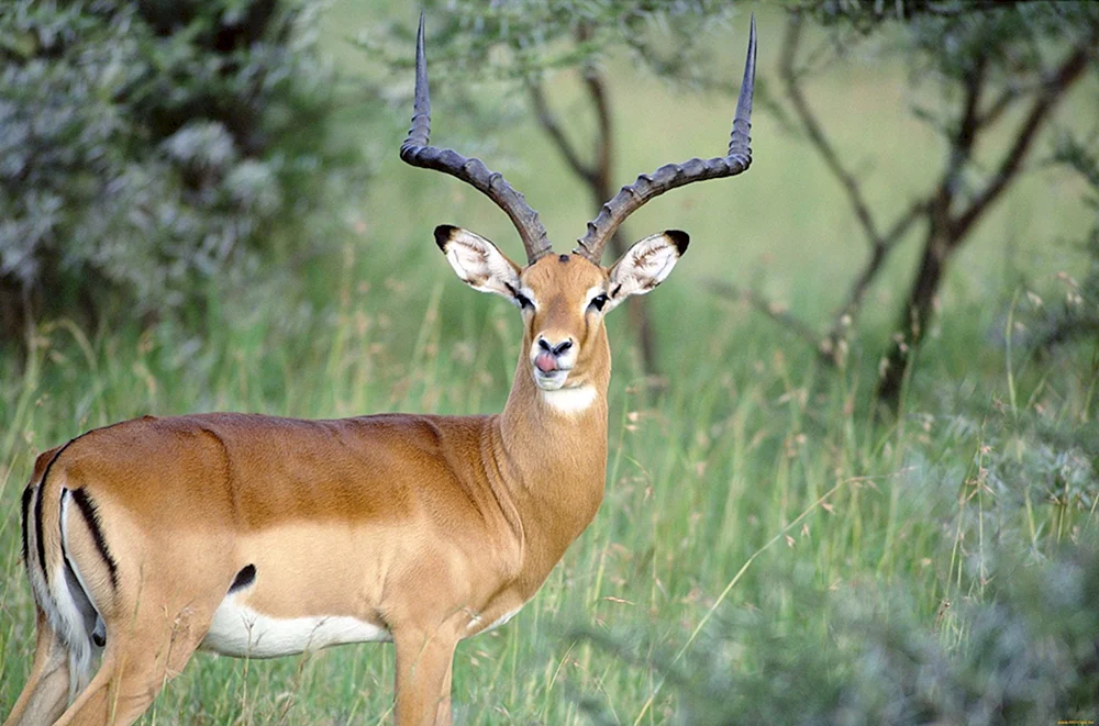 Antilopengazelle Thompsons Antilope Thompsons Antilope Antilopengazelle Thompsons Antilope Thompsons Antilope Antilope Impala Antilopengazelle Türkengazelle Antilope Springbock Impala