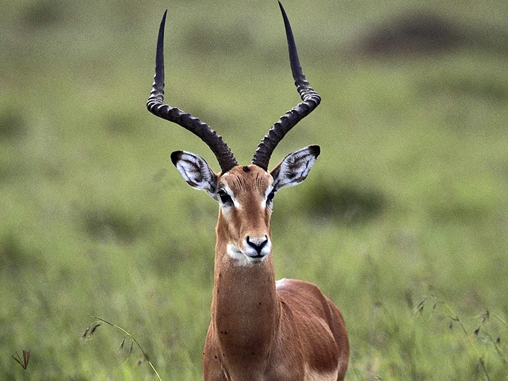 Sandgazellen Gazella leptoceros