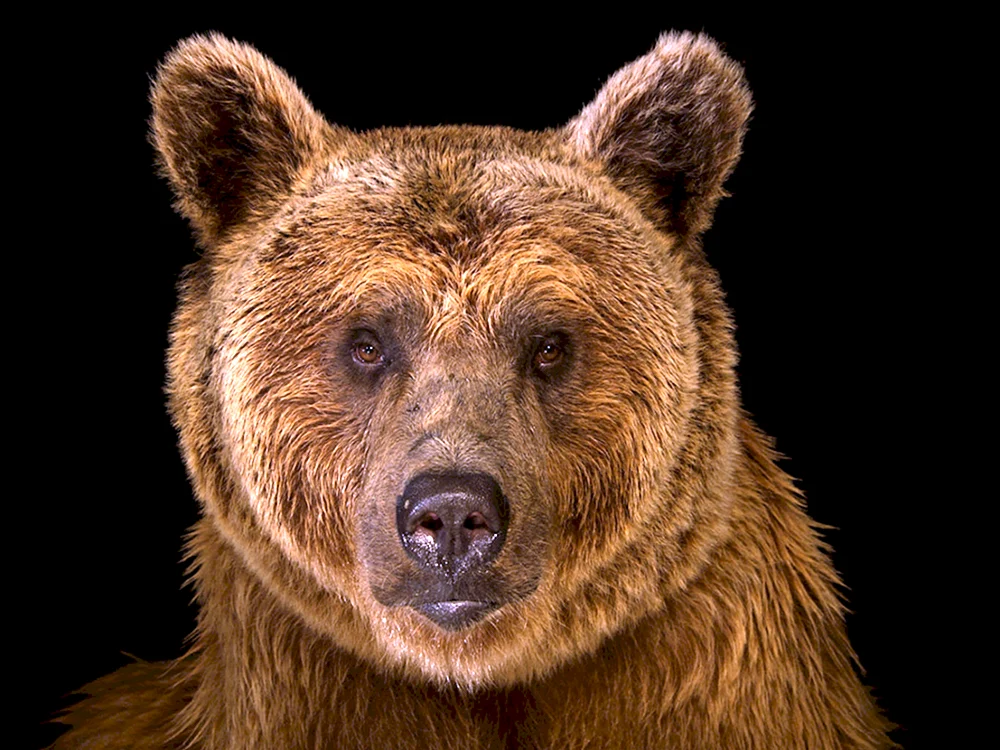 Grizzlybär Nordamerikanischer Braunbär