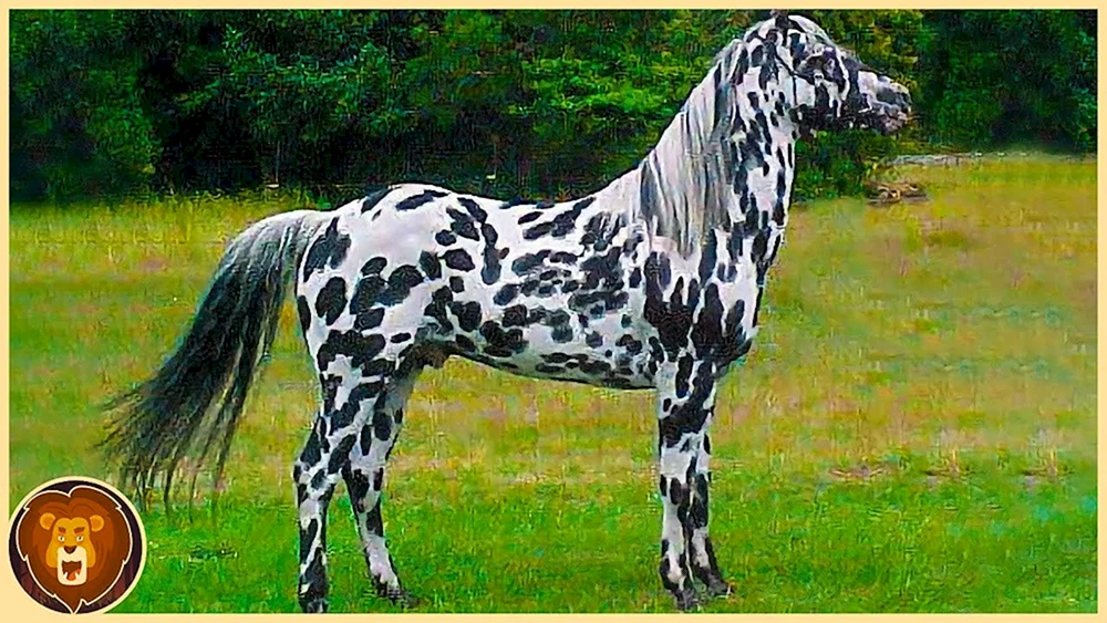 Das Appaloosa Chubaraya Pferd