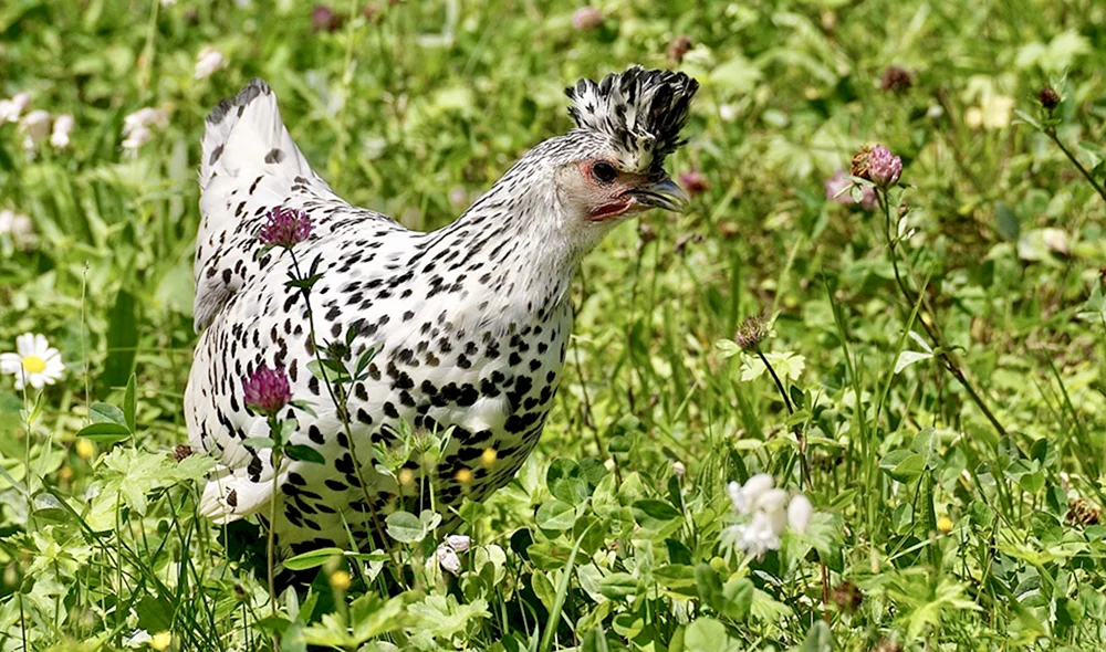 Appenzeller Spitzhauben