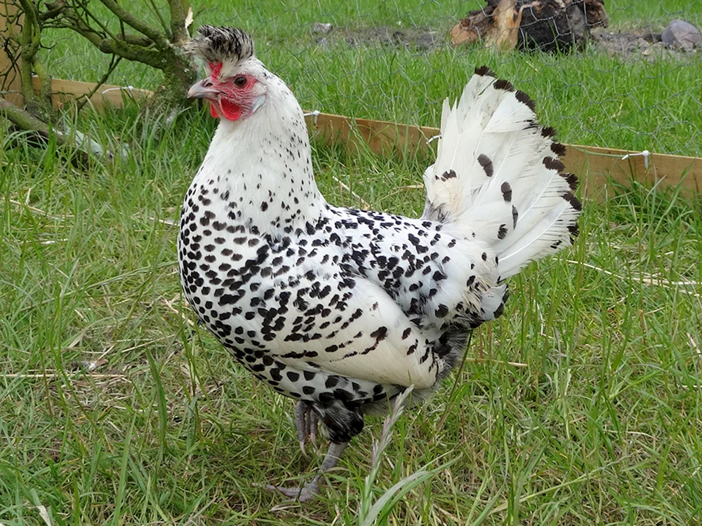 Appenzeller Spitzhauben