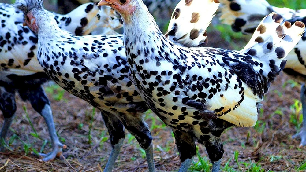 Huhn Dominant mit Schopfhaar