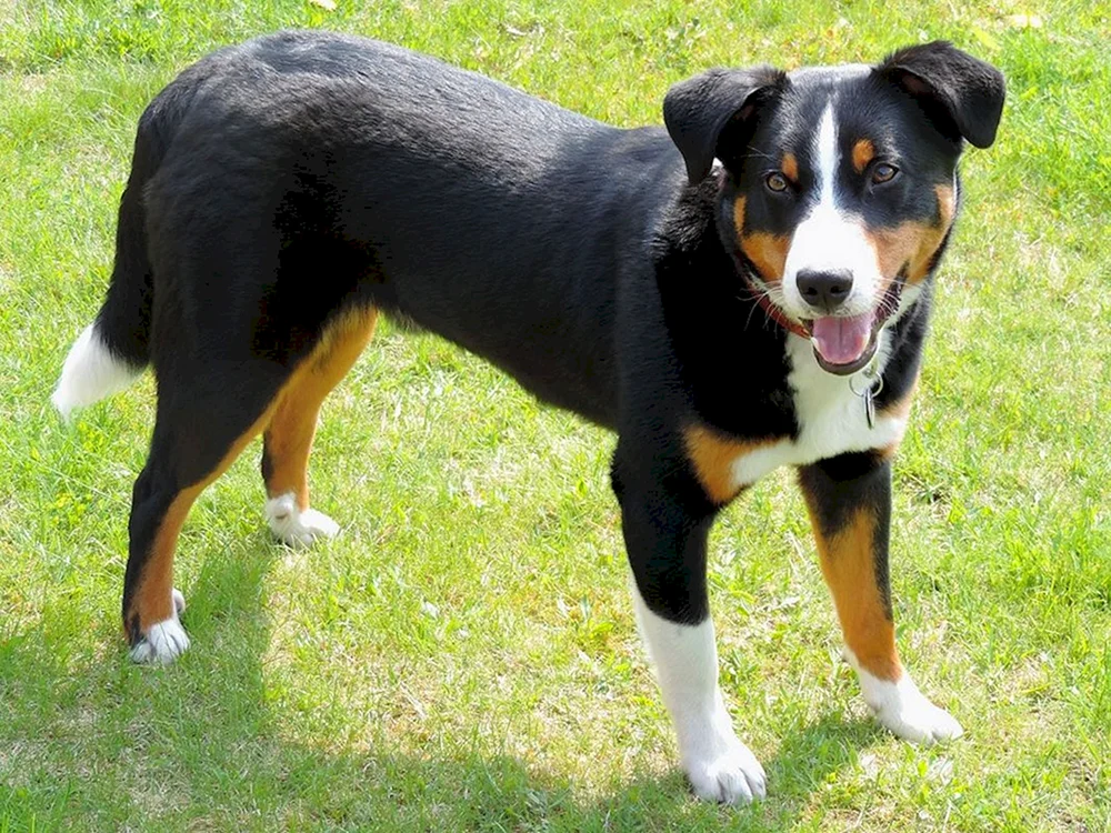 Terrier Mischling