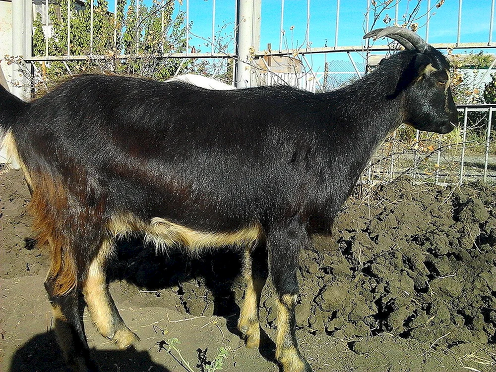 Megreler Ziege. Ziege