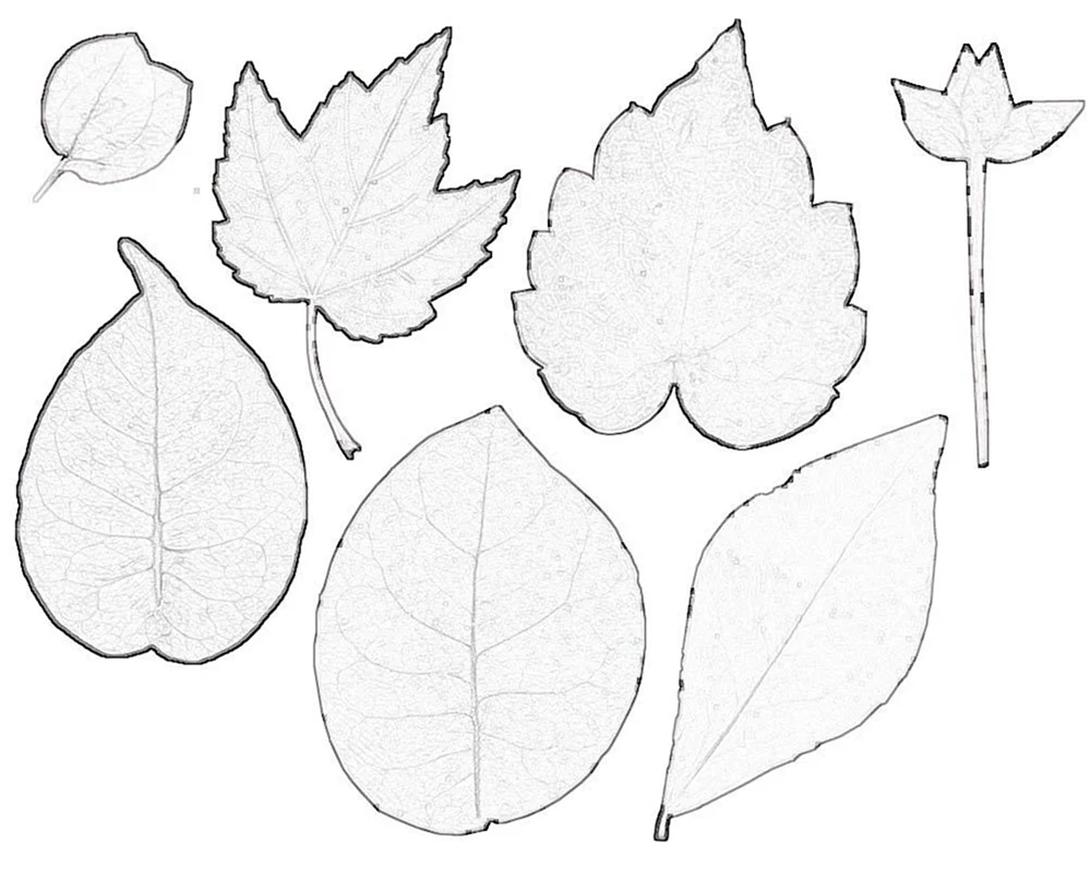 Papierblumenrohlinge