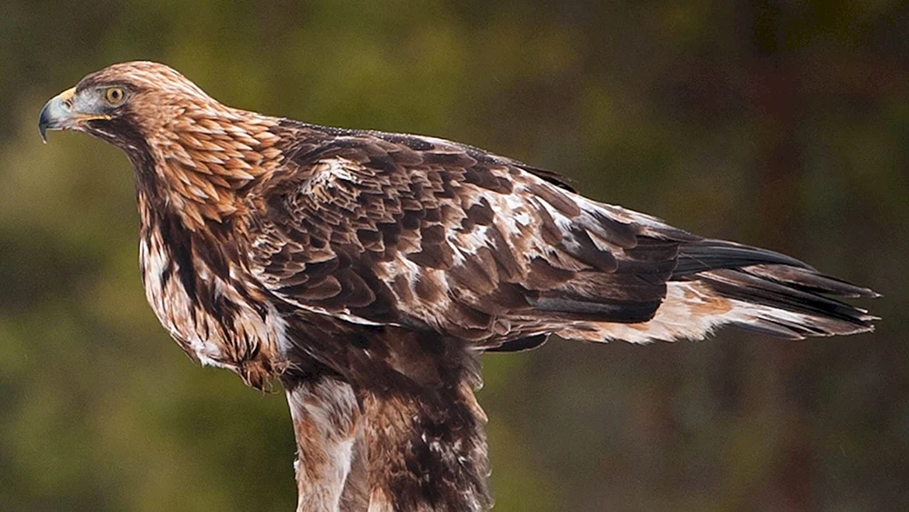 Lon Buzzard Grouse