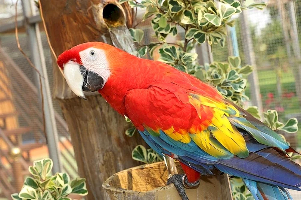 Mangopapagei