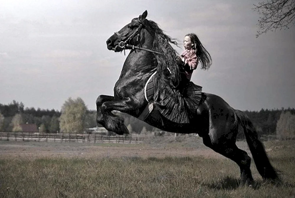Pferd auf dem Gestell