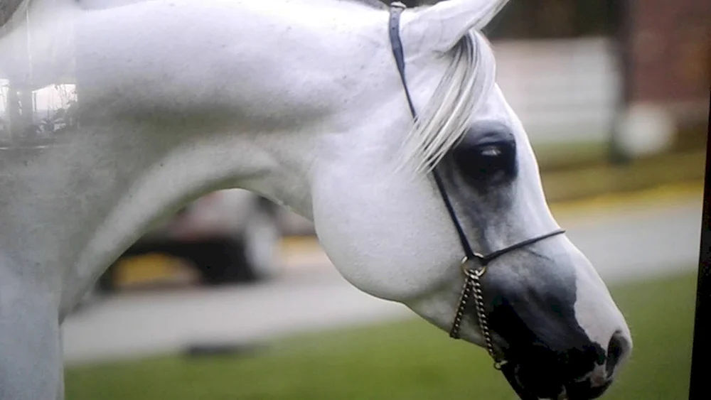 Arabischer Mustang-Schimmel