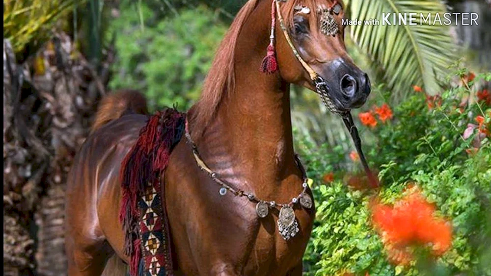 Arabisches Rennpferd