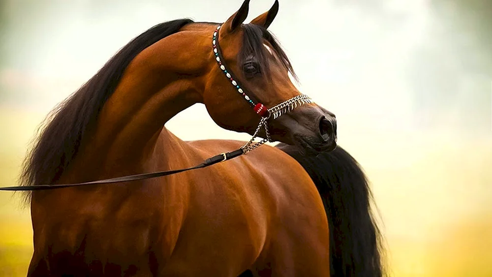 Arabisches Rennpferd