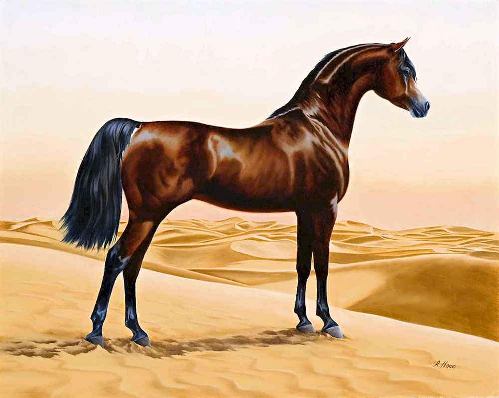 Arabischer Vollblut-Siglawi