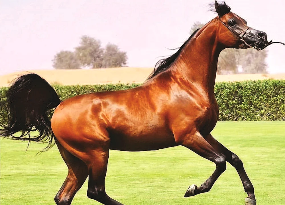 Arabisches Rennpferd