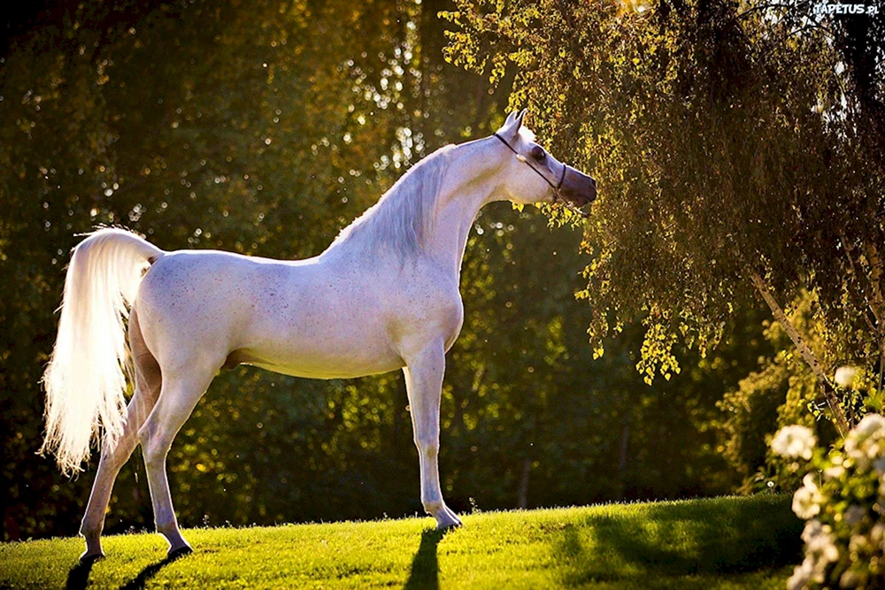 Arabische Pferderasse siglawi