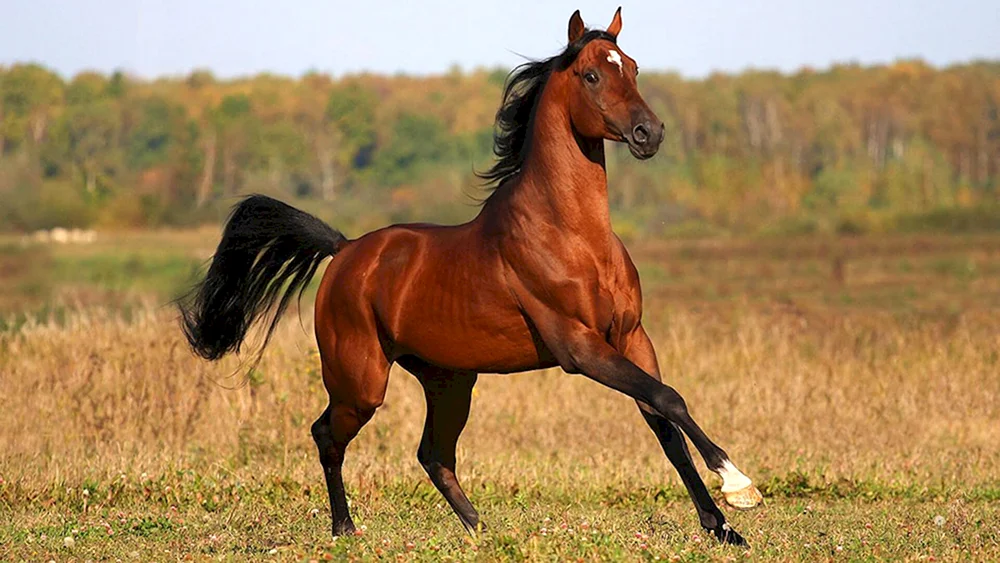 Arabische Rennpferderasse Pferd