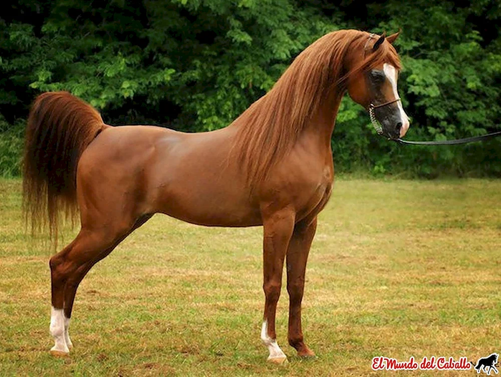 Arabisches Rennpferd