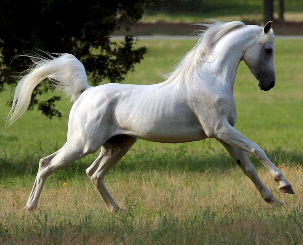 Arabisches Vollblut-Rabenpferd