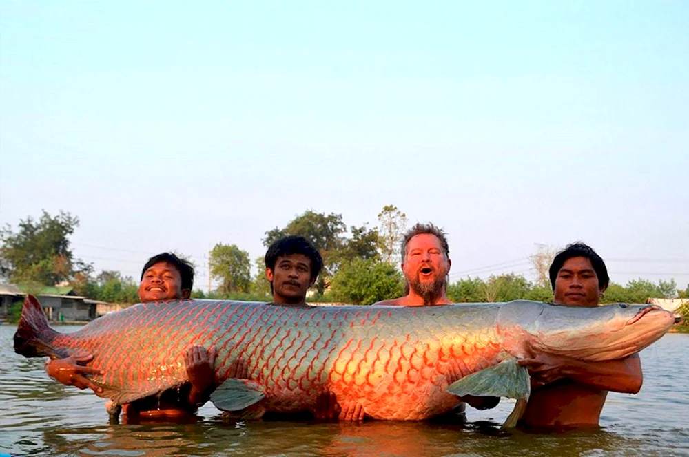 Arapaima-Fisch Riesenfisch