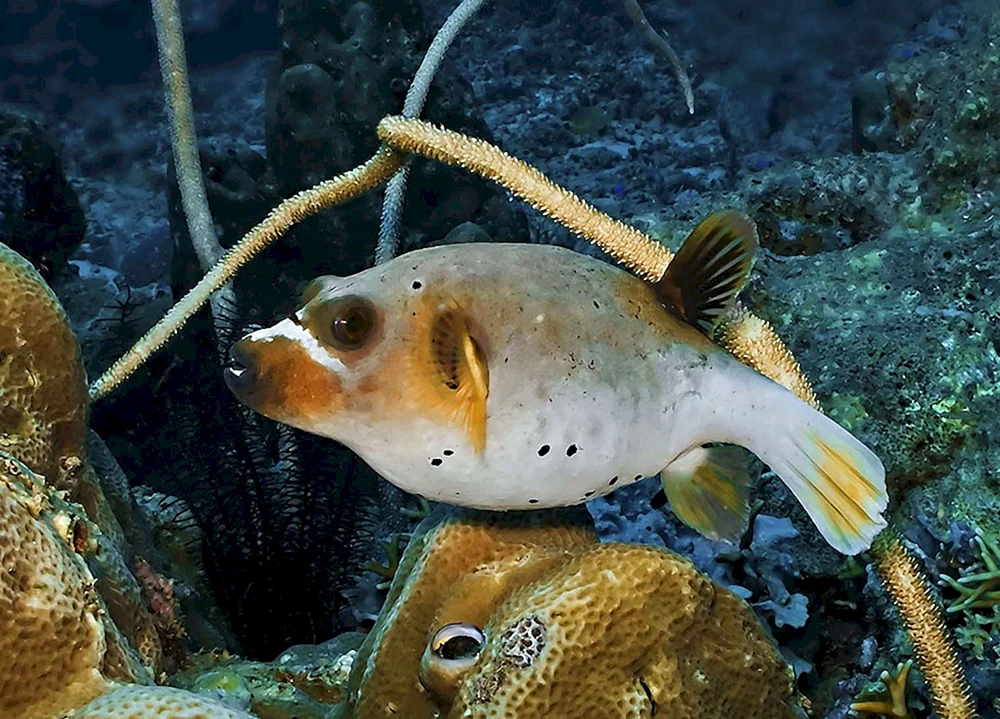 Schwarzer Meereshundshai