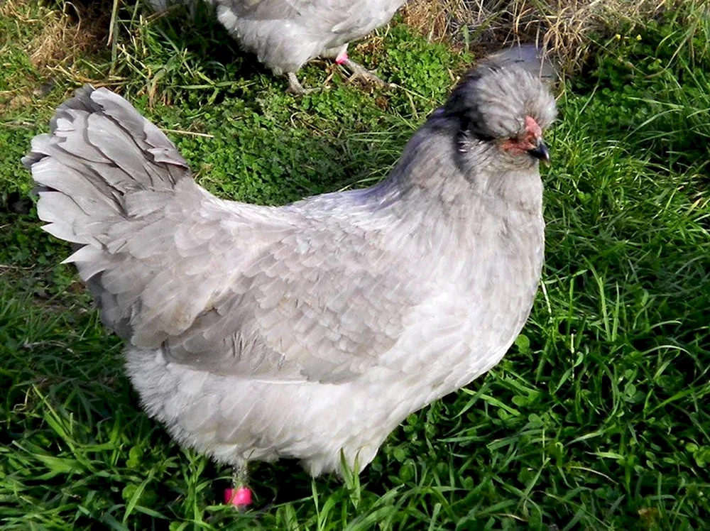 Araucana Hühner