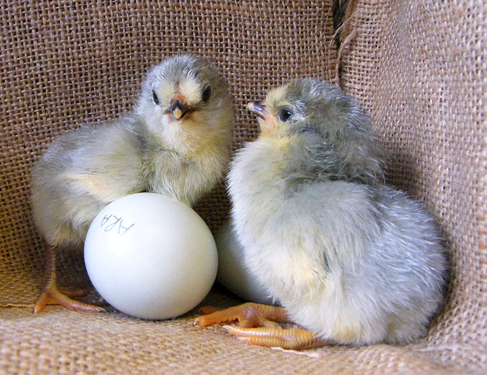 Araucana Hahn