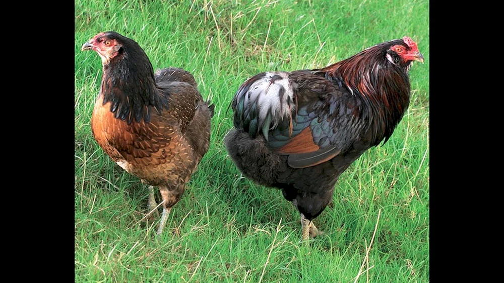Ameraucana Hahn