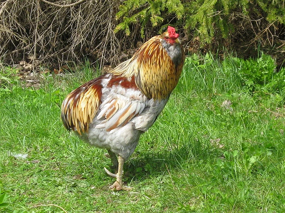 Ameraucana Hühner