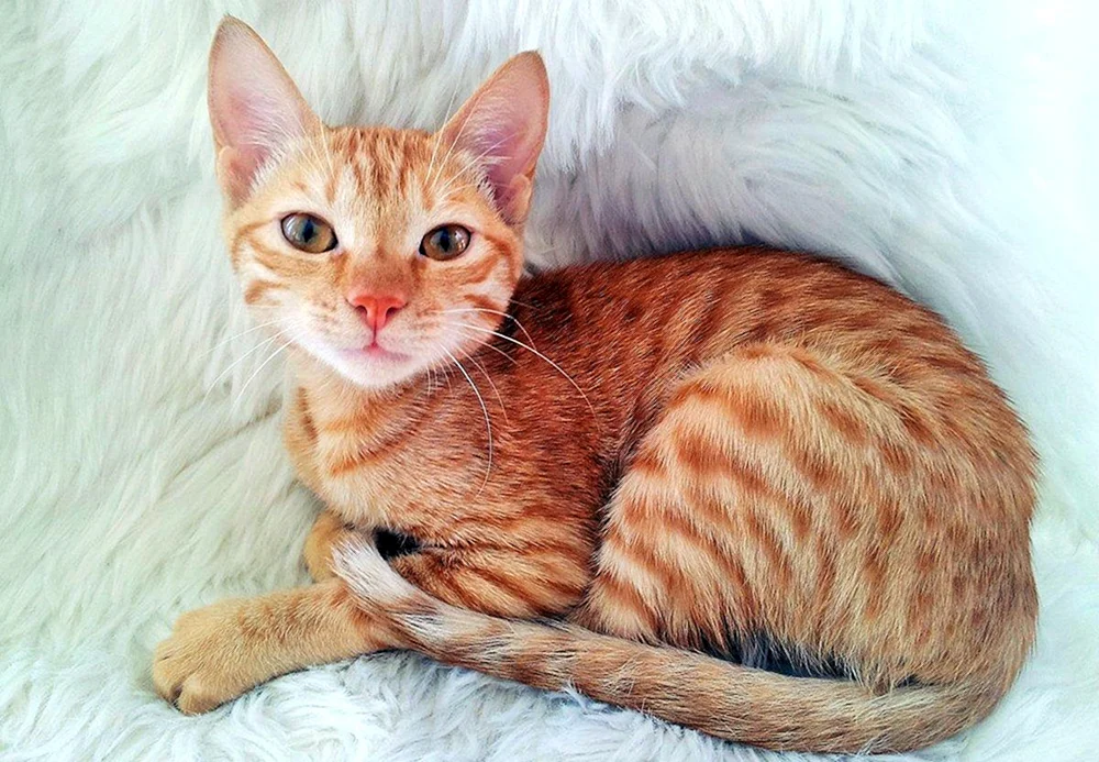 Araber MAU Katzenrasse