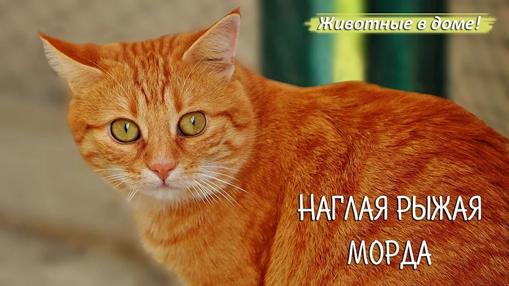 Araber MAU Katze rot