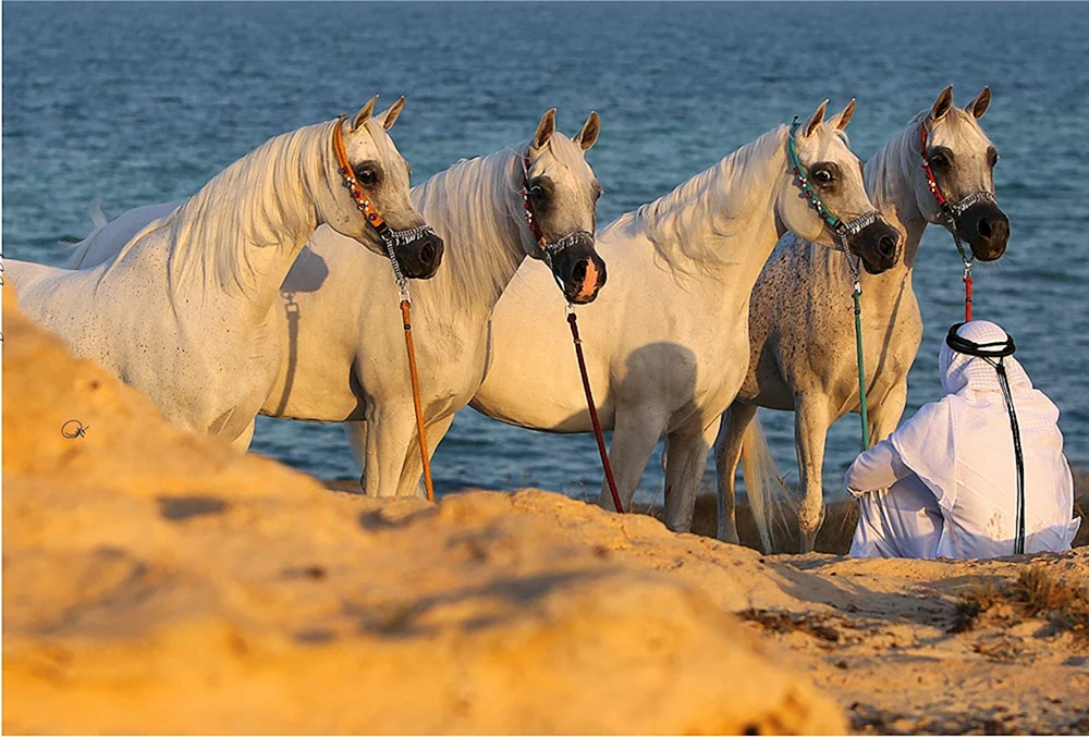 Arabisches Friesenpferd