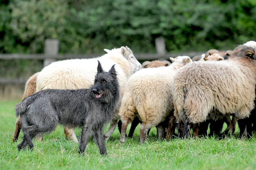 Ardeneser Bouvier